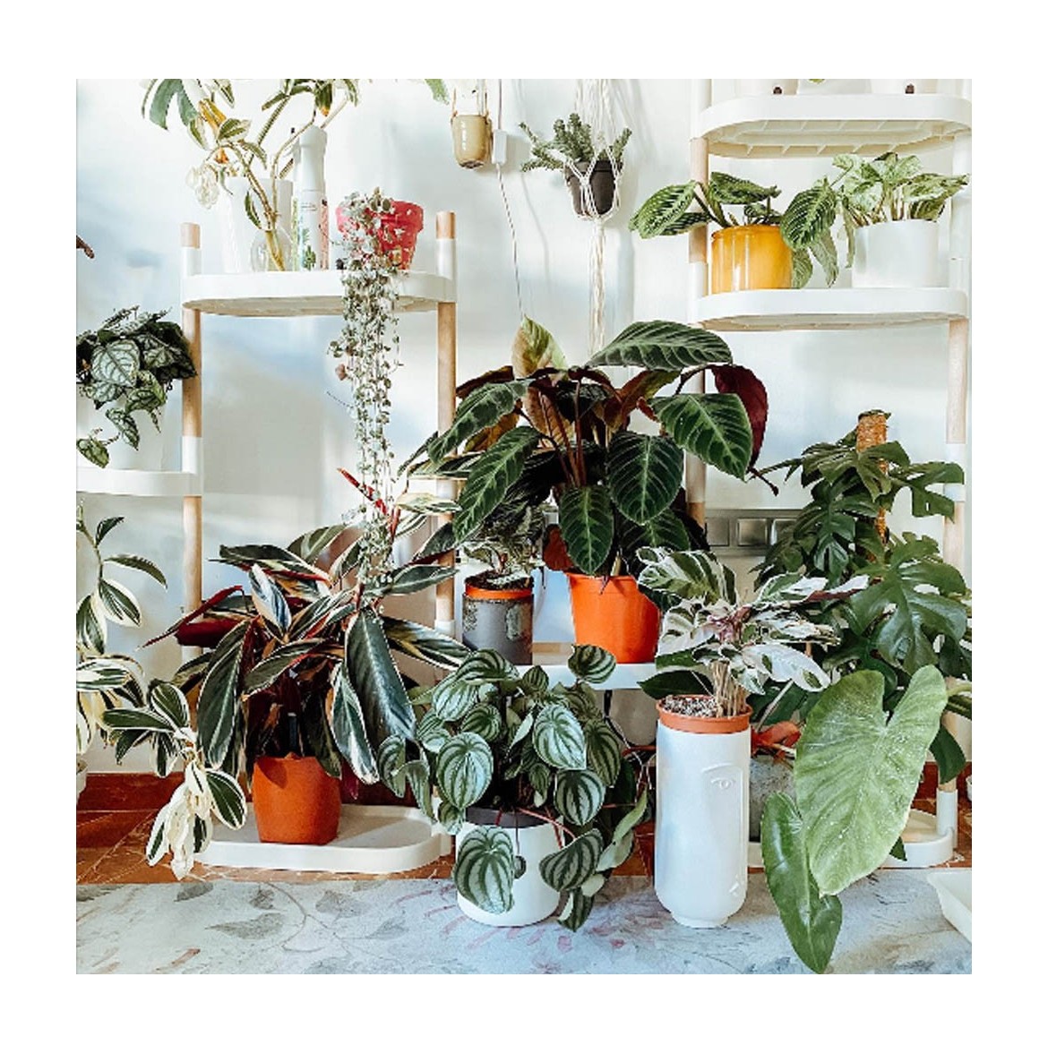 Créer un jardin d'hiver avec des étagères à plantes